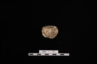 人骨藏品圖，第1張