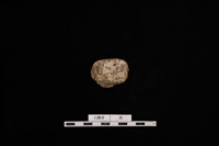 人骨藏品圖，第2張