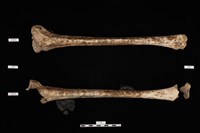 人骨藏品圖，第1張