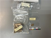 人骨藏品圖，第1張