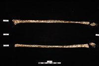 人骨藏品圖，第1張