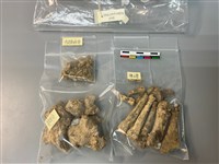 人骨藏品圖，第1張