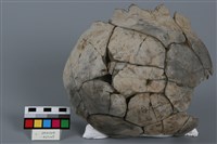 罐形器藏品圖，第1張