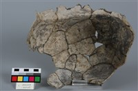 罐形器藏品圖，第2張