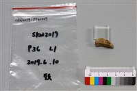 陶片藏品圖，第3張