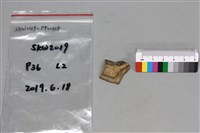 陶片藏品圖，第1張