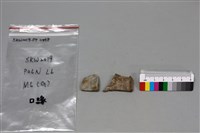 陶片藏品圖，第2張