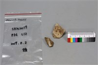 陶片藏品圖，第1張