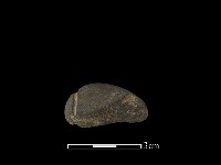 網墜藏品圖，第1張