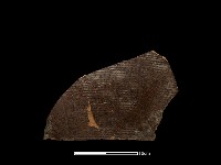 陶片藏品圖，第2張