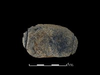 網墜藏品圖，第2張