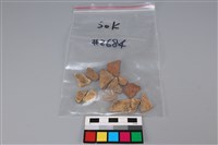 貝殼藏品圖，第5張