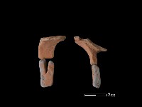 陶片藏品圖，第1張