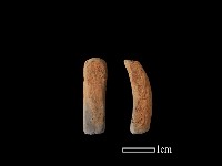 陶片藏品圖，第1張