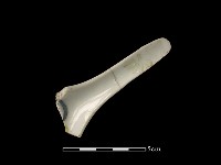 湯匙藏品圖，第1張