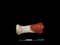 瓷把藏品圖，第2張