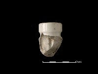 礙子藏品圖，第1張