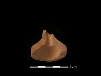 陶器藏品圖，第2張