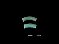 玻璃環藏品圖，第1張