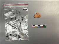 陶片藏品圖，第2張