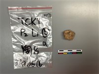 陶片藏品圖，第1張