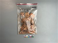 陶片藏品圖，第1張