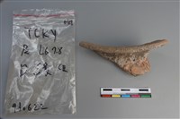 陶片藏品圖，第1張