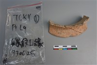 陶片藏品圖，第2張