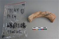 陶片藏品圖，第3張