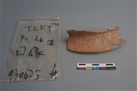 陶片藏品圖，第3張