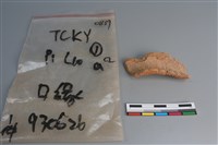 陶片藏品圖，第2張