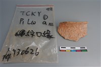 陶片藏品圖，第1張