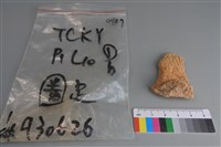 陶片藏品圖，第1張