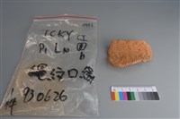 陶片藏品圖，第1張