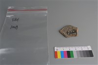 陶片藏品圖，第2張