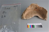 陶片藏品圖，第1張