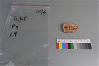 陶片藏品圖，第2張