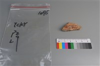 陶片藏品圖，第2張