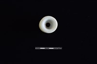 礙子藏品圖，第2張