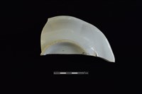 大碗公藏品圖，第2張