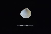 臺灣文蛤藏品圖，第2張