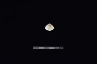 斧蛤藏品圖，第2張