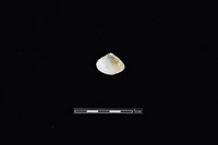 花蛤藏品圖，第2張