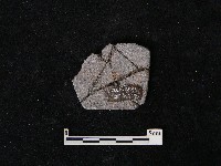 陶片藏品圖，第2張