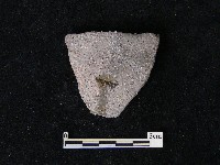 陶片藏品圖，第2張