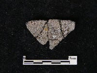 陶片藏品圖，第2張