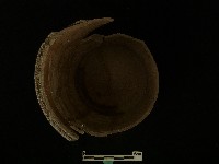 陶罐藏品圖，第2張