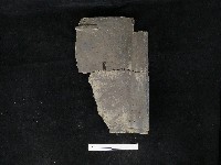 瓦片藏品圖，第3張