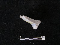 瓷碗藏品圖，第4張