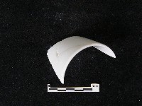 瓷片藏品圖，第4張